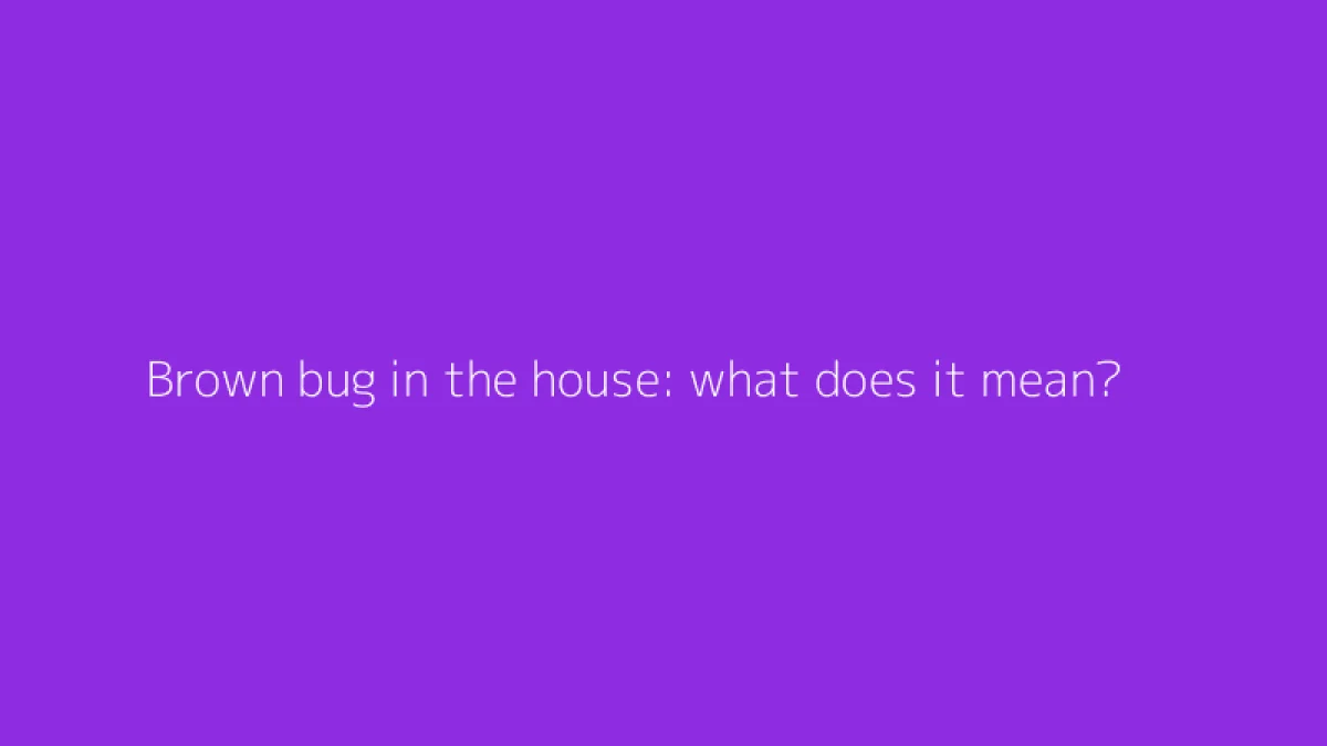 Brown bug in the house: what does it mean?