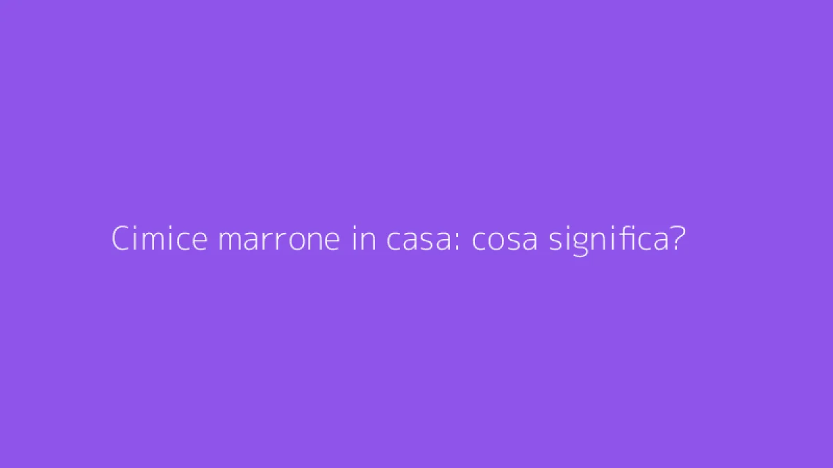 Cimice marrone in casa: cosa significa?
