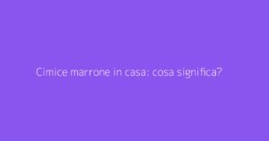 Cimice marrone in casa: cosa significa?