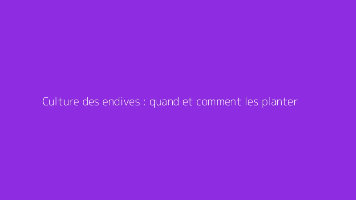 Culture des endives : quand et comment les planter