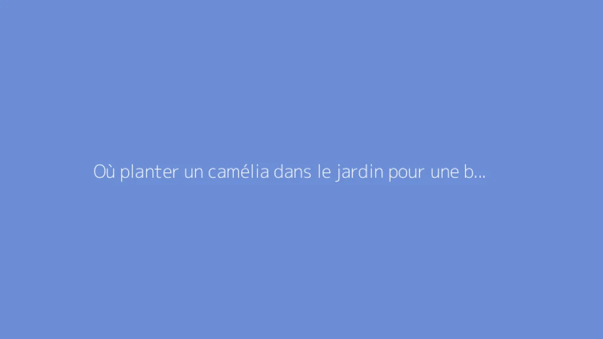 Où planter un camélia dans le jardin pour une belle floraison