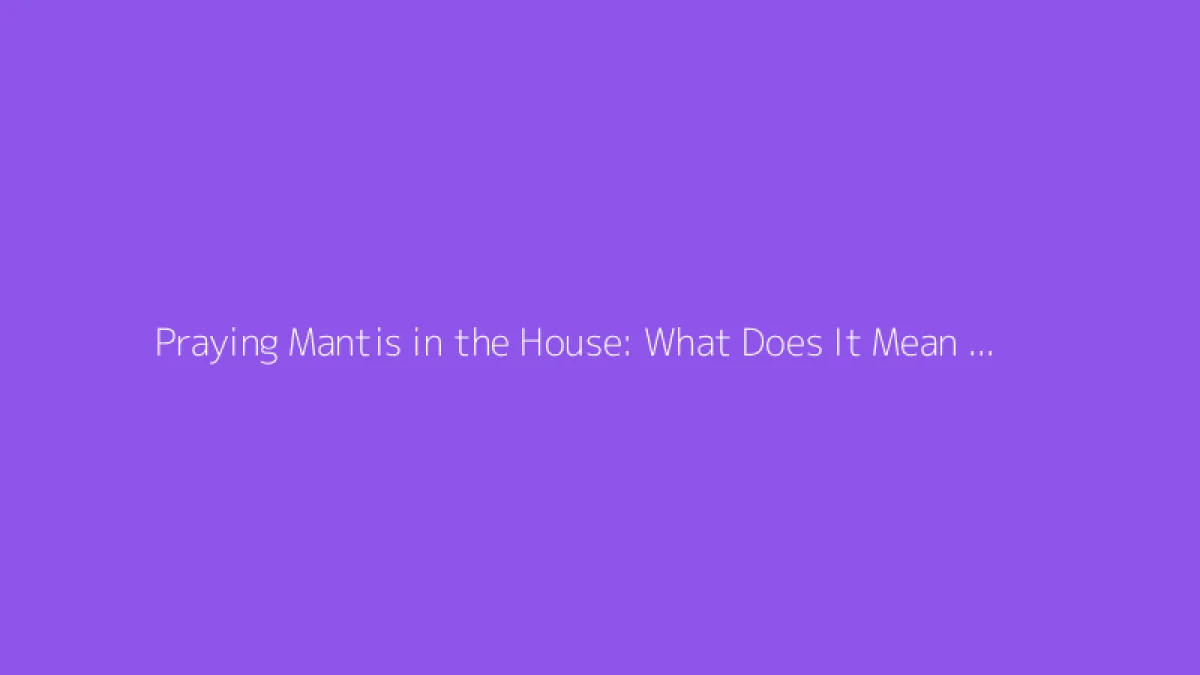 Praying Mantis in the House: What Does It Mean and Symbolize?
