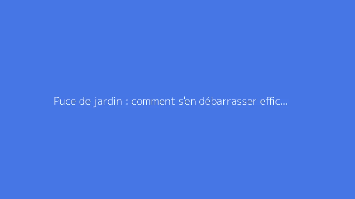Puce de jardin : comment s'en débarrasser efficacement